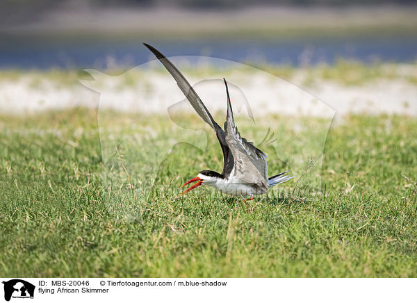 fliegender Braunmantel-Scherenschnbel / flying African Skimmer / MBS-20046