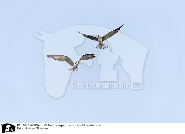 fliegende Braunmantel-Scherenschnbel / flying African Skimmer / MBS-20054