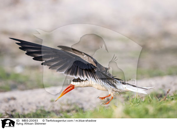 fliegender Braunmantel-Scherenschnbel / flying African Skimmer / MBS-20093