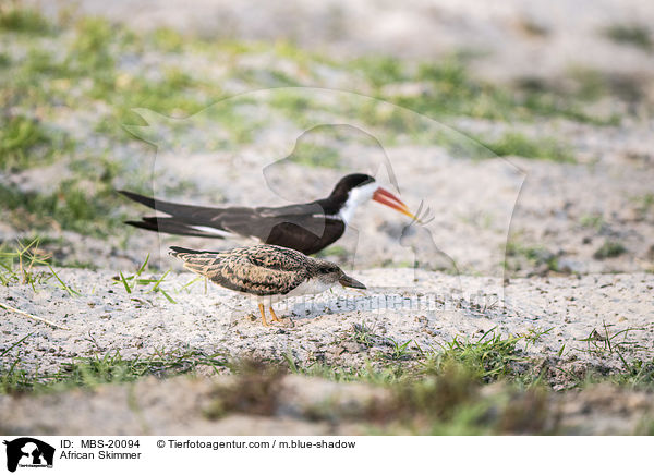 Braunmantel-Scherenschnbel / African Skimmer / MBS-20094