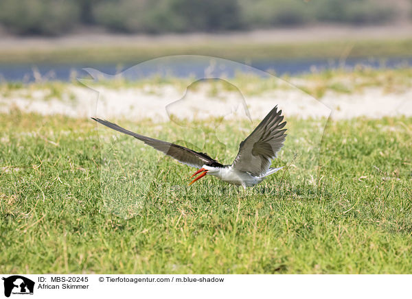 Braunmantel-Scherenschnbel / African Skimmer / MBS-20245