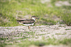 African Skimmer