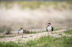 standing African Skimmer