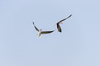 flying African Skimmer