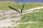 African Skimmer