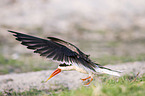 flying African Skimmer