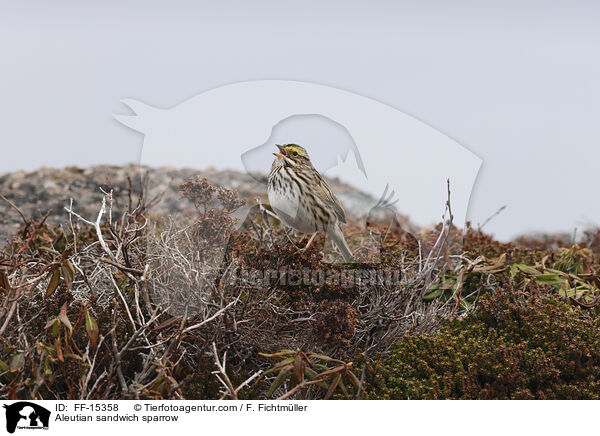 Aleutian sandwich sparrow / FF-15358