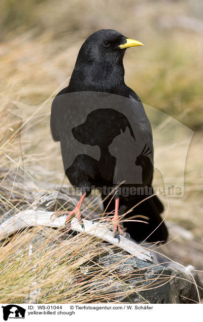 Alpendohle / yellow-billed chough / WS-01044