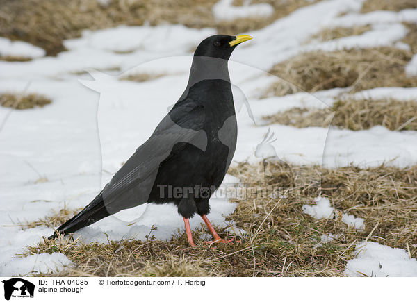 Alpendohle / alpine chough / THA-04085