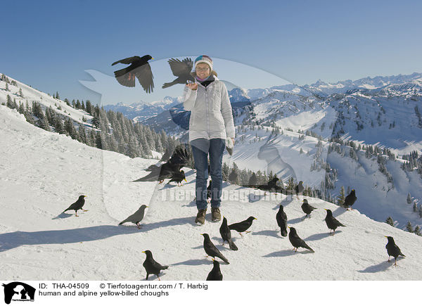 Mensch und Alpendohlen / human and alpine yellow-billed choughs / THA-04509