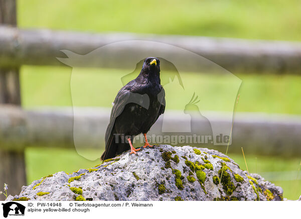 Alpendohle / alpine yellow-billed chough / PW-14948