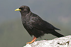 Yellow-billed Chough