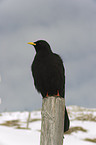 alpine chough