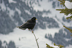 alpine chough