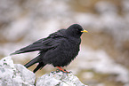 standing Alpine Chough