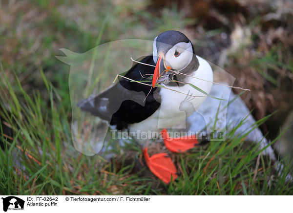 Papageitaucher / Atlantic puffin / FF-02642