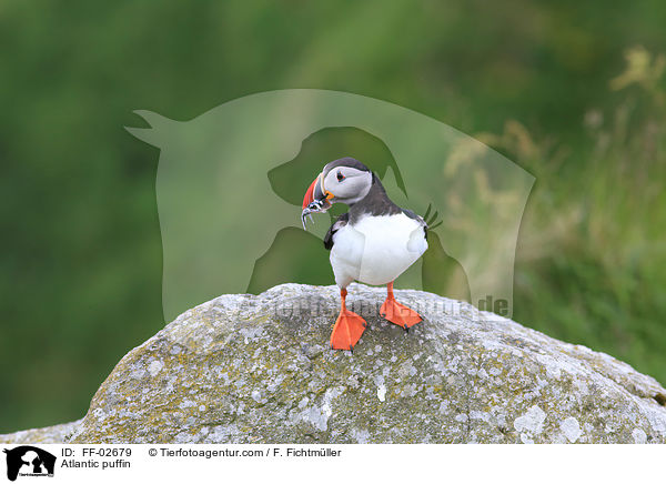 Papageitaucher / Atlantic puffin / FF-02679