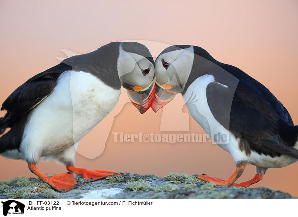 Papageitaucher / Atlantic puffins / FF-03122