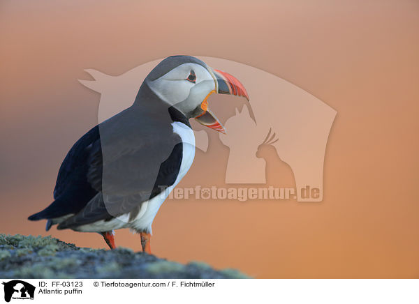 Papageitaucher / Atlantic puffin / FF-03123