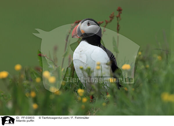 Papageitaucher / Atlantic puffin / FF-03803