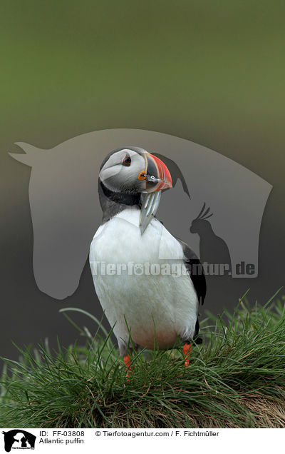 Papageitaucher / Atlantic puffin / FF-03808