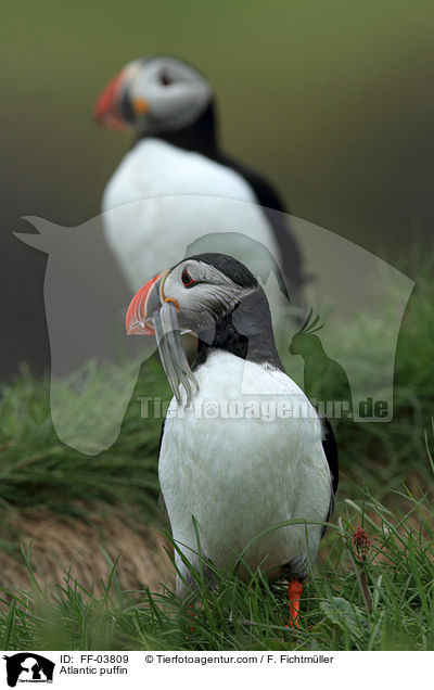 Papageitaucher / Atlantic puffin / FF-03809