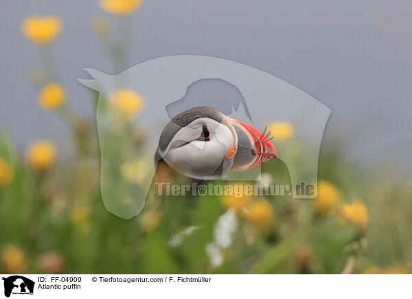 Papageitaucher / Atlantic puffin / FF-04909