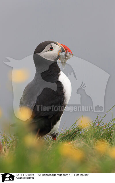 Papageitaucher / Atlantic puffin / FF-04916