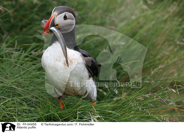 Papageitaucher / Atlantic puffin / FF-04956