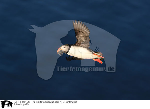 Papageitaucher / Atlantic puffin / FF-06196