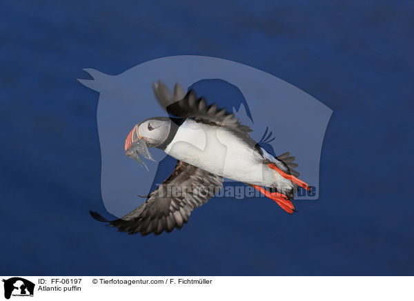 Papageitaucher / Atlantic puffin / FF-06197