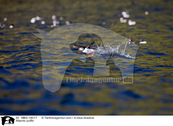 Papageitaucher / Atlantic puffin / MBS-18017