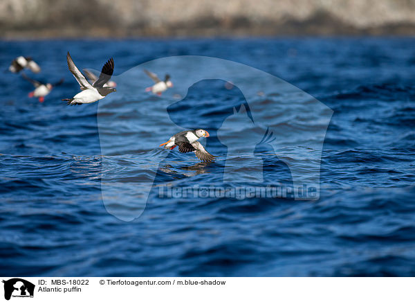 Papageitaucher / Atlantic puffin / MBS-18022