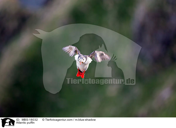 Papageitaucher / Atlantic puffin / MBS-18032