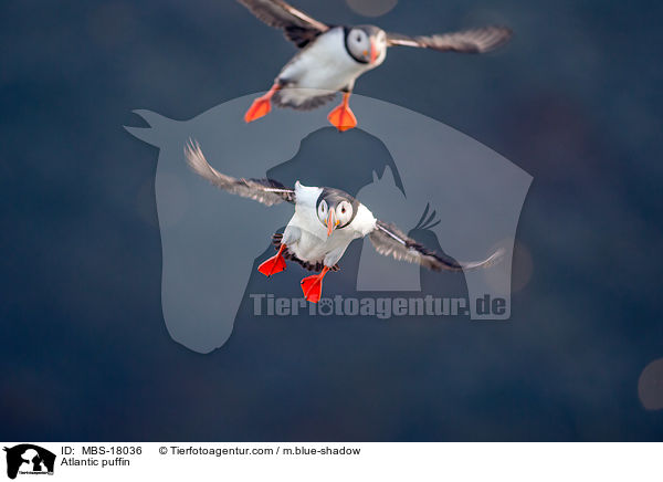 Papageitaucher / Atlantic puffin / MBS-18036