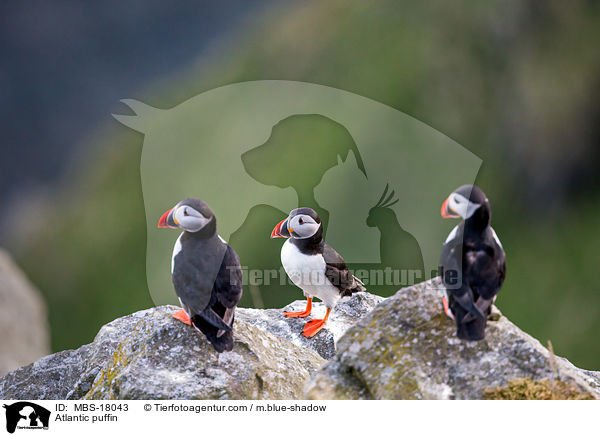 Papageitaucher / Atlantic puffin / MBS-18043