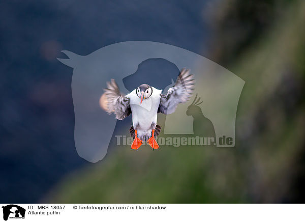 Papageitaucher / Atlantic puffin / MBS-18057