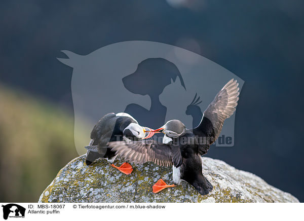 Papageitaucher / Atlantic puffin / MBS-18067