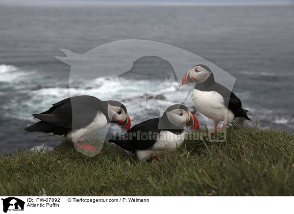 Papageitaucher / Altlantic Puffin / PW-07892