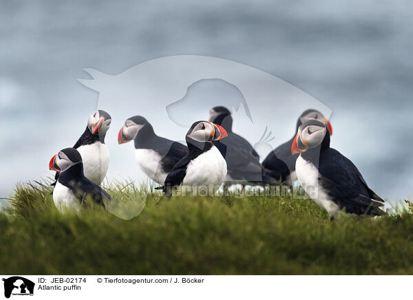 Papageitaucher / Atlantic puffin / JEB-02174