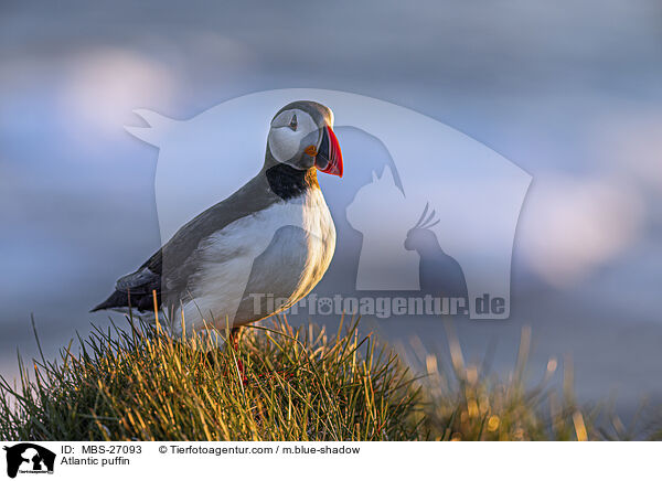 Papageitaucher / Atlantic puffin / MBS-27093