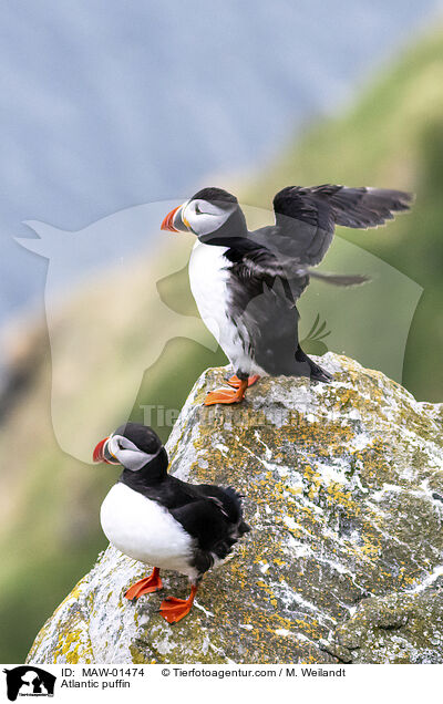 Papageitaucher / Atlantic puffin / MAW-01474