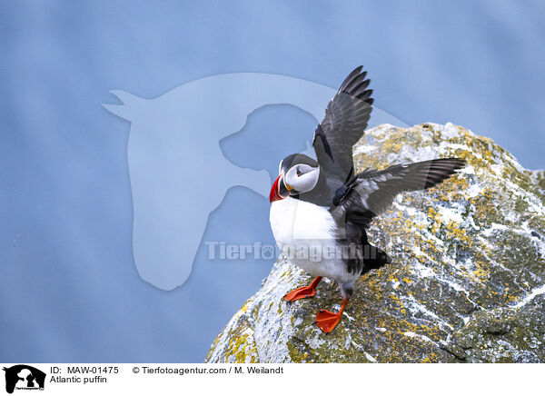 Papageitaucher / Atlantic puffin / MAW-01475