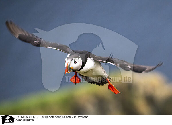 Papageitaucher / Atlantic puffin / MAW-01478