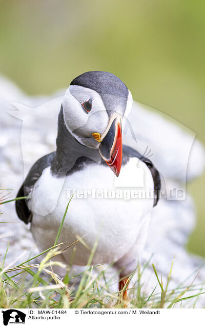 Papageitaucher / Atlantic puffin / MAW-01484