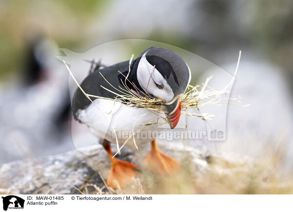 Papageitaucher / Atlantic puffin / MAW-01485