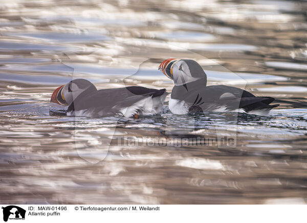 Papageitaucher / Atlantic puffin / MAW-01496