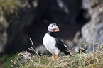 Atlantic puffin