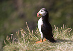 Atlantic puffin