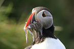 Atlantic puffin